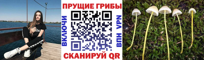 сайты даркнета какой сайт  Ленинск  Псилоцибиновые грибы ЛСД  OMG рабочий сайт 